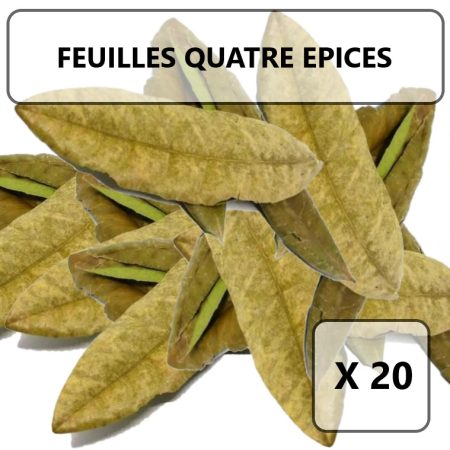 Feuilles quatrepices X 40